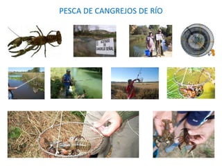 PESCA DE CANGREJOS DE RÍO
 