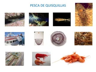 PESCA DE QUISQUILLAS
 