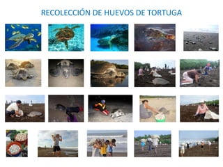 RECOLECCIÓN DE HUEVOS DE TORTUGA
 