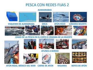 IZADO DE LA PESCA EN EL COPO O CÁMARA DE LA MUERTE
ESQUEMA DE ALMADRABA ORCA ATÚN ROJO CÁMARA MUERTE
ATUNES A BORDO
PESCA CON REDES FIJAS 2
ATÚN ROJO, IBÉRICO DEL MAR CARNE DE ATÚN MOJAMA BOTES DE ATÚN
ALMADRABAS
 