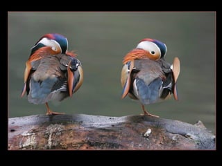 11 phot d'art_divers