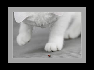 11 phot d'art_divers