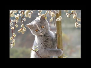 11 phot d'art_divers