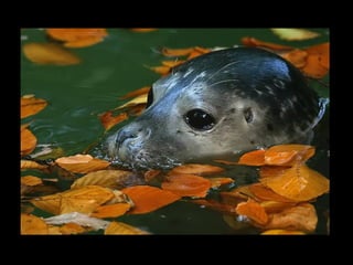 11 phot d'art_divers