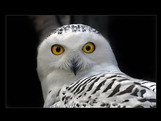 11 phot d'art_divers