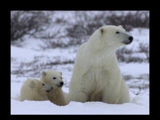 11 phot d'art_divers