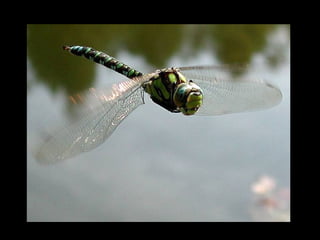 11 phot d'art_divers