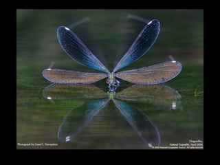 11 phot d'art_divers