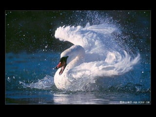 11 phot d'art_divers