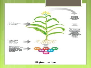 Phytoextraction
 