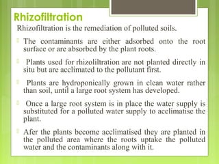 Rhizofiltration
Rhizofiltration is the remediation of polluted soils.
 The contaminants are either adsorbed onto the root...
