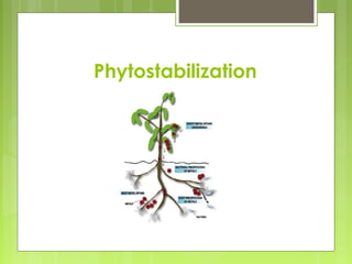 Phytostabilization
 