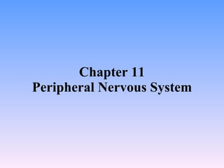 Chapter 11 Peripheral Nervous System 