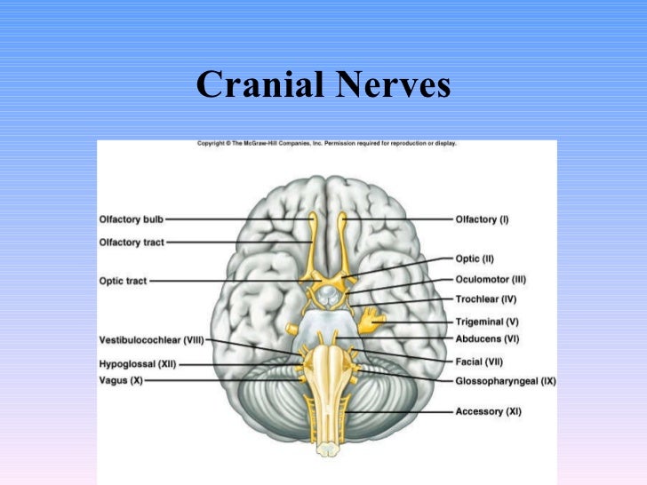 11 Peripheral Nervous System