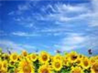 11 клас презентує  power point