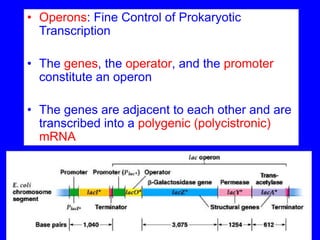 (第1章第1部分)Prok.regulation(lac operon).pdf