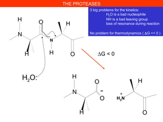 THE PROTEASES
3 big problems for the kinetics:
H2O is a bad nucleophile
NH is a bad leaving group
loss of resonance during reaction
No problem for thermodynamics ( ∆G << 0 )
N
N
H
O H
H
OH
H2O:
N
O
O
H
OH
H3
N
H
- +
∆G < 0
 