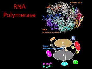 RNA
Polymerase
 