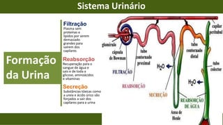 11º PTAS- RESUMO Sistema urinário.pptx