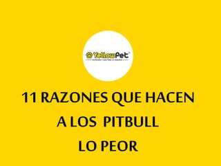 11 RAZONES QUE HACEN
A LOS PITBULL
LO PEOR
 