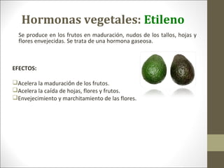 Hormonas vegetales: Etileno
Se produce en los frutos en maduración, nudos de los tallos, hojas y
flores envejecidas. Se trata de una hormona gaseosa.
EFECTOS:
Acelera la maduración de los frutos.
Acelera la caída de hojas, flores y frutos.
Envejecimiento y marchitamiento de las flores.
 