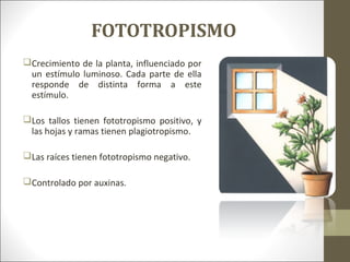 FOTOTROPISMO
Crecimiento de la planta, influenciado por
un estímulo luminoso. Cada parte de ella
responde de distinta forma a este
estímulo.
Los tallos tienen fototropismo positivo, y
las hojas y ramas tienen plagiotropismo.
Las raíces tienen fototropismo negativo.
Controlado por auxinas.
 