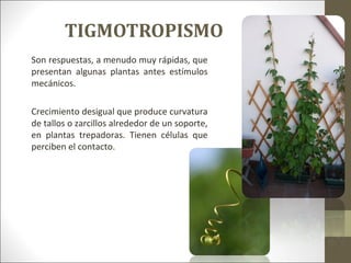 TIGMOTROPISMO
Son respuestas, a menudo muy rápidas, que
presentan algunas plantas antes estímulos
mecánicos.
Crecimiento desigual que produce curvatura
de tallos o zarcillos alrededor de un soporte,
en plantas trepadoras. Tienen células que
perciben el contacto.
 