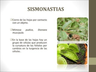 SISMONASTIAS
Cierre de las hojas por contacto
con un objeto.
Mimosa pudica, Dionaea
muscipula.
En la base de las hojas hay un
grupo de células que producen
la curvatura de los foliolos por
cambios en la turgencia de las
células.
 