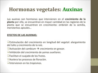 Hormonas vegetales: Auxinas
Las auxinas son hormonas que intervienen en el crecimiento de la
planta por ello, se encuentran en mayor cantidad en las regiones de la
planta que se encuentran en crecimiento: embrión de la semilla,
meristemos apicales…
EFECTOS DE LAS AUXINAS:
Estimulación del crecimiento en longitud del vegetal: alargamiento
del tallo y crecimiento de la raíz.
Activación del cambium  crecimiento en grosor.
Inhibición del crecimiento de yemas auxiliares.
Facilitan el cuajado de los frutos.
Acelera los procesos de floración.
Intervienen en los tropismos.
 