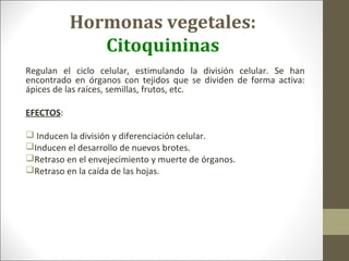 Hormonas vegetales:
Citoquininas
Regulan el ciclo celular, estimulando la división celular. Se han
encontrado en órganos con tejidos que se dividen de forma activa:
ápices de las raíces, semillas, frutos, etc.
EFECTOS:
 Inducen la división y diferenciación celular.
Inducen el desarrollo de nuevos brotes.
Retraso en el envejecimiento y muerte de órganos.
Retraso en la caída de las hojas.
 