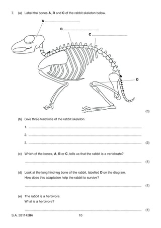 S.A. 28114204	10
7.	 (a)	 Label the bones A, B and C of the rabbit skeleton below.
(b)	 Give three functions of the rabbit skeleton.
1. ..............................................................................................................................
2. ..............................................................................................................................
3. ..............................................................................................................................	(3)
(c)	 Which of the bones, A, B or C, tells us that the rabbit is a vertebrate?
..................................................................................................................................	(1)
(d)	 Look at the long hind-leg bone of the rabbit, labelled D on the diagram.
	 How does this adaptation help the rabbit to survive?
..................................................................................................................................	(1)
(e)	 The rabbit is a herbivore.
	 What is a herbivore?
..................................................................................................................................	(1)
(3)
 