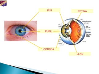 CORNEA PUPIL IRIS LENS RETINA 
