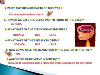 1.-WHAT ARE THE MAIN PARTS OF THE EYES ? Cornea-pupil-iris-lens -retina 2.-HOW DO WE CALL THE CLEAR PART IN FRONT OF THE EYES ? CORNEA 3.- WHAT PART OF THE EYE IS BEHIND THE PUPIL? CORNEA IRIS LENS 4.-WHAT PART OF THE EYES IS COLORED ? CORNEA IRIS LENS 5.-HOW DO WE CALL THE BLACK PART IN THE CENTER OF THE IRIS ? IRIS 6.-WHY IS THE OPTIC NERVE IMPORTANT ? BECAUSE IT CARRIES SIGNALS FROM THE RODS AND CONES TO THE BRAIN 
