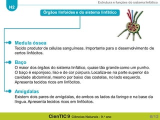 Estrutura e funções do sistema linfático
H2
CienTIC 9 Ciências Naturais - 9.o ano
Medula óssea
Tecido produtor de células sanguíneas. Importante para o desenvolvimento de
certos linfócitos.
Baço
O maior dos órgãos do sistema linfático, quase tão grande como um punho.
O baço é esponjoso, liso e de cor púrpura. Localiza-se na parte superior da
cavidade abdominal, mesmo por baixo das costelas, no lado esquerdo.
Apresenta tecidos ricos em linfócitos.
Amígdalas
Existem dois pares de amígdalas, de ambos os lados da faringe e na base da
língua. Apresenta tecidos ricos em linfócitos.
Órgãos linfoides e do sistema linfático
6/12
 