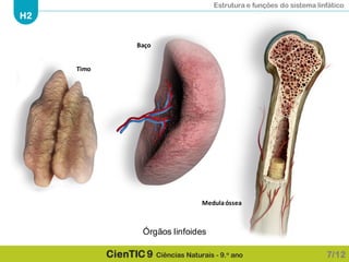 Estrutura e funções do sistema linfático
H2
CienTIC 9 Ciências Naturais - 9.o ano 7/12
Órgãos linfoides
Timo
Medulaóssea
Baço
 