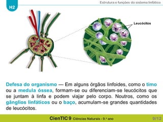 Estrutura e funções do sistema linfático
H2
CienTIC 9 Ciências Naturais - 9.o ano
Leucócitos
Defesa do organismo — Em alguns órgãos linfoides, como o timo
ou a medula óssea, formam-se ou diferenciam-se leucócitos que
se juntam à linfa e podem viajar pelo corpo. Noutros, como os
gânglios linfáticos ou o baço, acumulam-se grandes quantidades
de leucócitos.
9/12
 