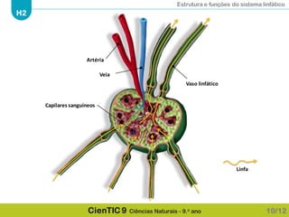 Estrutura e funções do sistema linfático
H2
CienTIC 9 Ciências Naturais - 9.o ano
Artéria
Veia
Vaso linfático
Capilares sanguíneos
Linfa
10/12
 