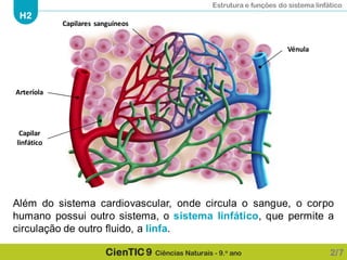 Estrutura e funções do sistema linfático
H2
CienTIC 9 Ciências Naturais - 9.o ano
Além do sistema cardiovascular, onde circula o sangue, o corpo
humano possui outro sistema, o sistema linfático, que permite a
circulação de outro fluido, a linfa.
2/7
Arteríola
Capilares sanguíneos
Vénula
Capilar
linfático
 