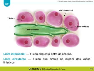 Estrutura e funções do sistema linfático
H2
CienTIC 9 Ciências Naturais - 9.o ano
Linfa intersticial — Fluido existente entre as células.
Linfa circulante — Fluido que circula no interior dos vasos
linfáticos.
7/7
Célula
Capilar linfático
Linfa intersticial
Linfa circulante
 
