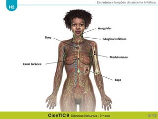 Estrutura e funções do sistema linfático
H2
CienTIC 9 Ciências Naturais - 9.o ano
Amígdalas
Gânglios linfáticosTimo
Medulaóssea
Canal torácico
Baço
3/12
 