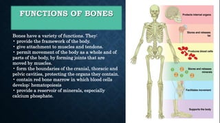 Bone Roles Skeletomuscular system.ppsx