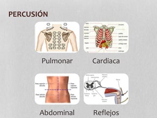PERCUSIÓN
Pulmonar Cardiaca
Abdominal Reflejos
 