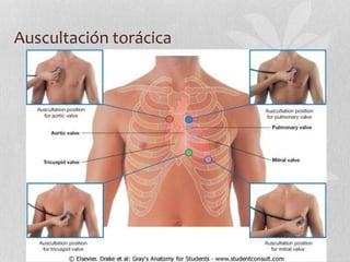 Auscultación torácica
 