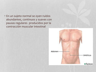 • En un sujeto normal se oyen ruidos
abundantes, continuos y suaves con
pausas regulares producidos por la
contracción muscular intestinal
 