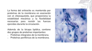 La forma del eritrocito es mantenida por
proteínas de la membrana en asociación
con el citoesqueleto, que proporciona la
estabilidad mecánica y la flexibilidad
necesarias para resistir las fuerzas
ejercidas durante la circulación.
Además de la bicapa lipídica, contiene
dos grupos de proteínas importantes:
o Proteínas integrales de la membrana.
o Proteínas periféricas de la membrana.
 