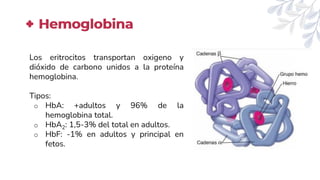 Hemoglobina
Los eritrocitos transportan oxigeno y
dióxido de carbono unidos a la proteína
hemoglobina.
Tipos:
o HbA: +adultos y 96% de la
hemoglobina total.
o HbA2: 1,5-3% del total en adultos.
o HbF: -1% en adultos y principal en
fetos.
 