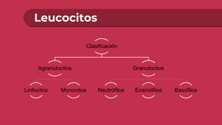 Leucocitos
Clasificación
Agranulocitos
Linfocitos Monocitos
Granulocitos
Neutrófilos Eosinófilos Basófilos
 