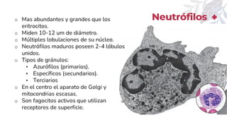 Neptune
Neutrófilos
o Mas abundantes y grandes que los
eritrocitos.
o Miden 10-12 um de diámetro.
o Múltiples lobulaciones de su núcleo.
o Neutrófilos maduros poseen 2-4 lóbulos
unidos.
o Tipos de gránulos:
• Azurófilos (primarios).
• Específicos (secundarios).
• Terciarios
o En el centro el aparato de Golgi y
mitocondrias escasas.
o Son fagocitos activos que utilizan
receptores de superficie.
 