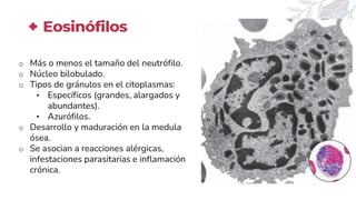 o Más o menos el tamaño del neutrófilo.
o Núcleo bilobulado.
o Tipos de gránulos en el citoplasmas:
• Específicos (grandes, alargados y
abundantes).
• Azurófilos.
o Desarrollo y maduración en la medula
ósea.
o Se asocian a reacciones alérgicas,
infestaciones parasitarias e inflamación
crónica.
Eosinófilos
 