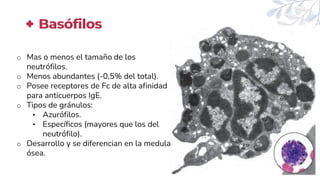 Basófilos
o Mas o menos el tamaño de los
neutrófilos.
o Menos abundantes (-0,5% del total).
o Posee receptores de Fc de alta afinidad
para anticuerpos IgE.
o Tipos de gránulos:
• Azurófilos.
• Específicos (mayores que los del
neutrófilo).
o Desarrollo y se diferencian en la medula
ósea.
 